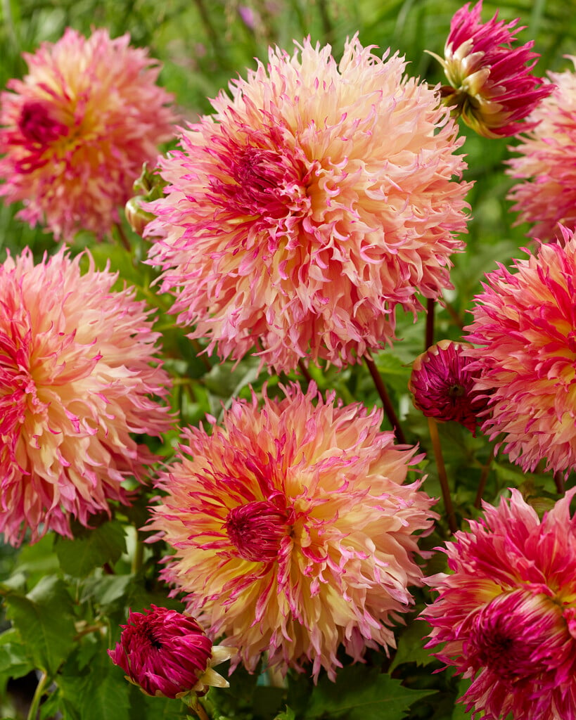 dahlia 'Myrtle's Folly'