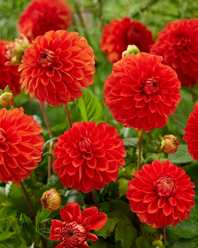dahlia 'Happy Halloween'