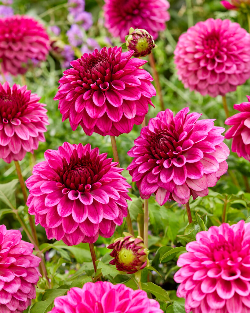 dahlia 'Jowey Veronique'
