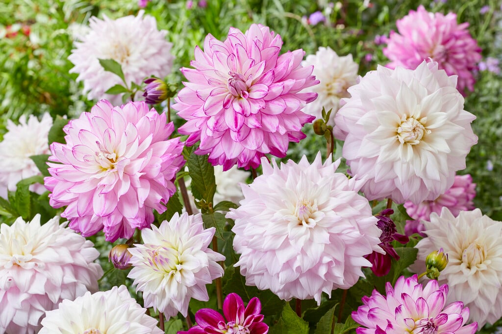 <i>Dahlia</i> 'Who Dun It' (D)