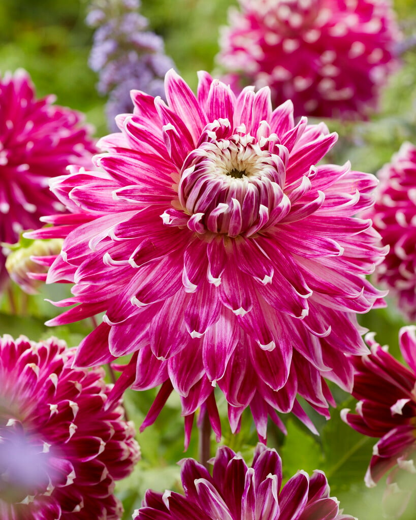 dahlia 'Vancouver'