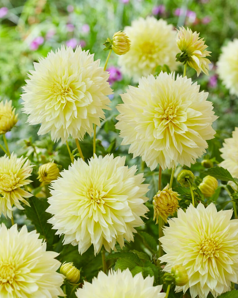 dahlia 'Canary Fubuki'