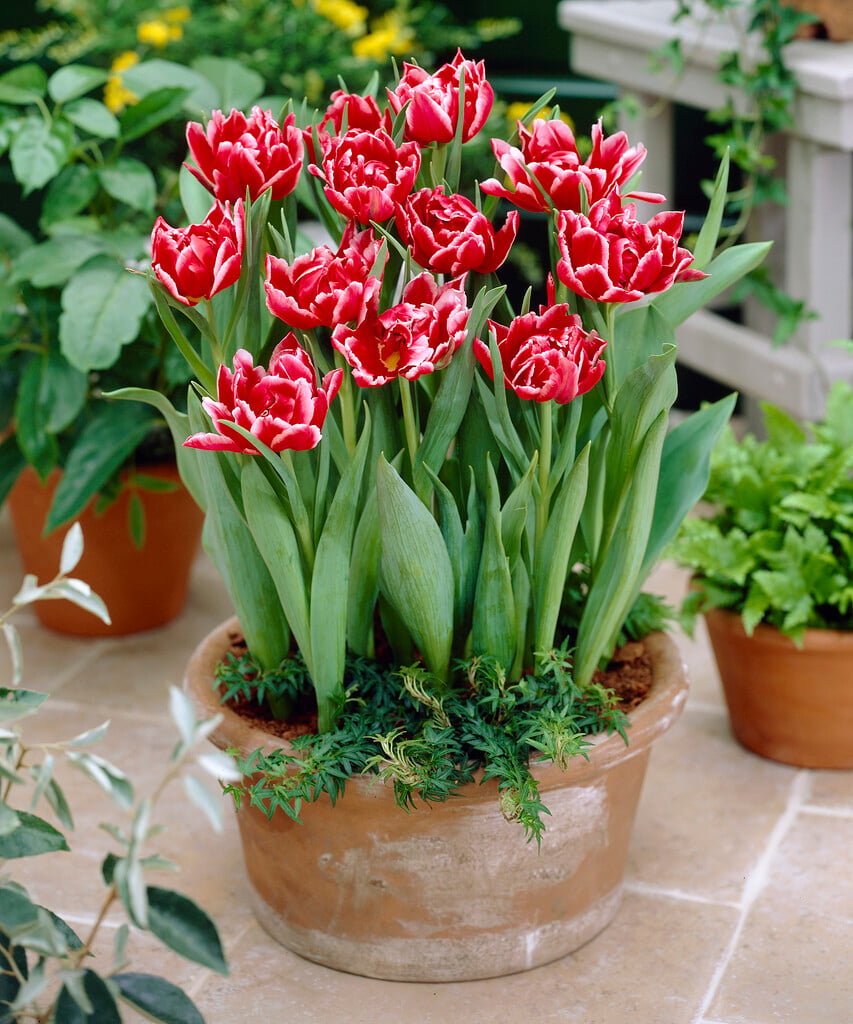 tulip 'Willemsoord'