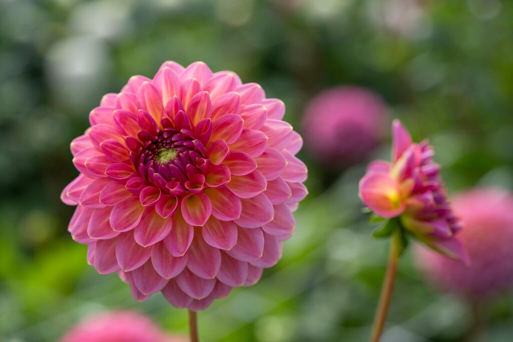 <i>Dahlia</i> 'Pink Suffusion' (D)