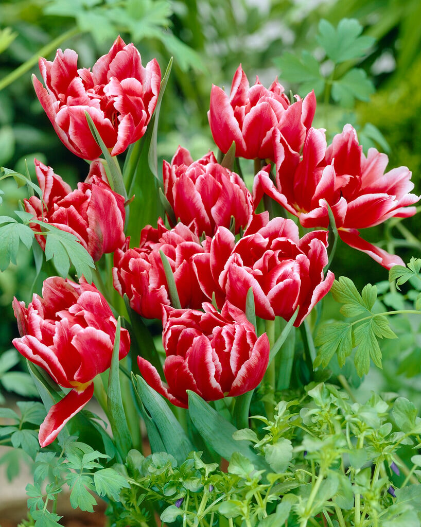 tulip 'Willemsoord'