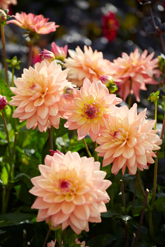 dahlia 'Melody Dora'