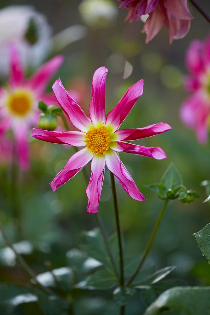 dahlia 'Honka Pink'