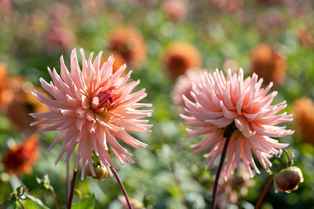 dahlia 'Preference'