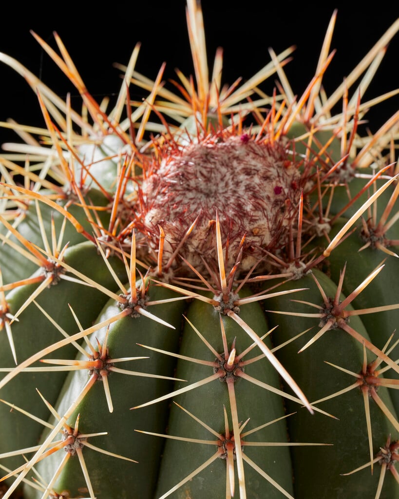 dwarf Turk's cap cactus