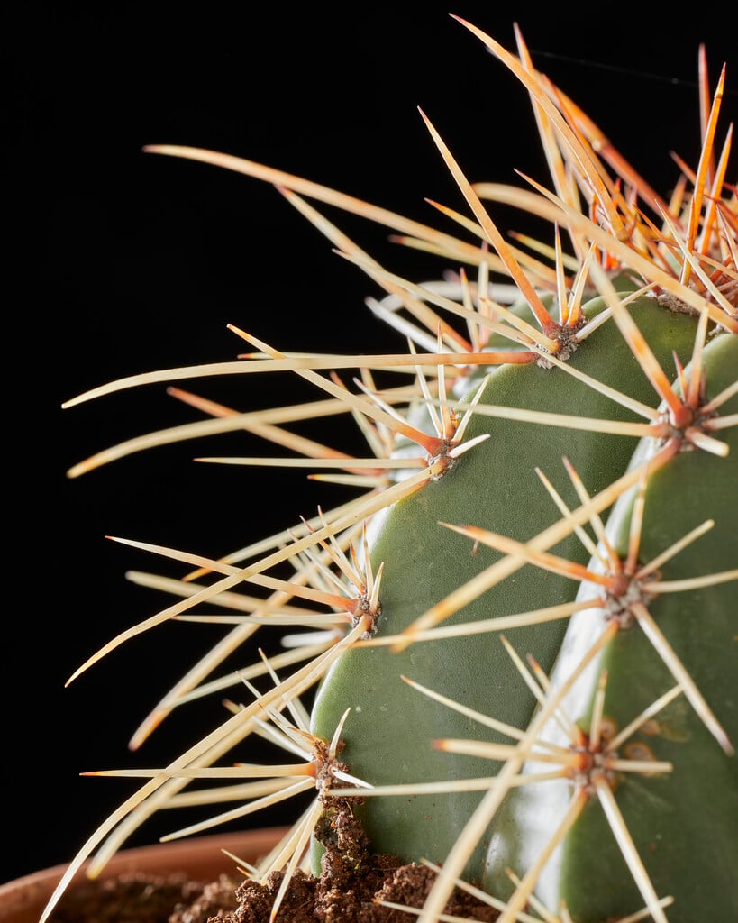 dwarf Turk's cap cactus