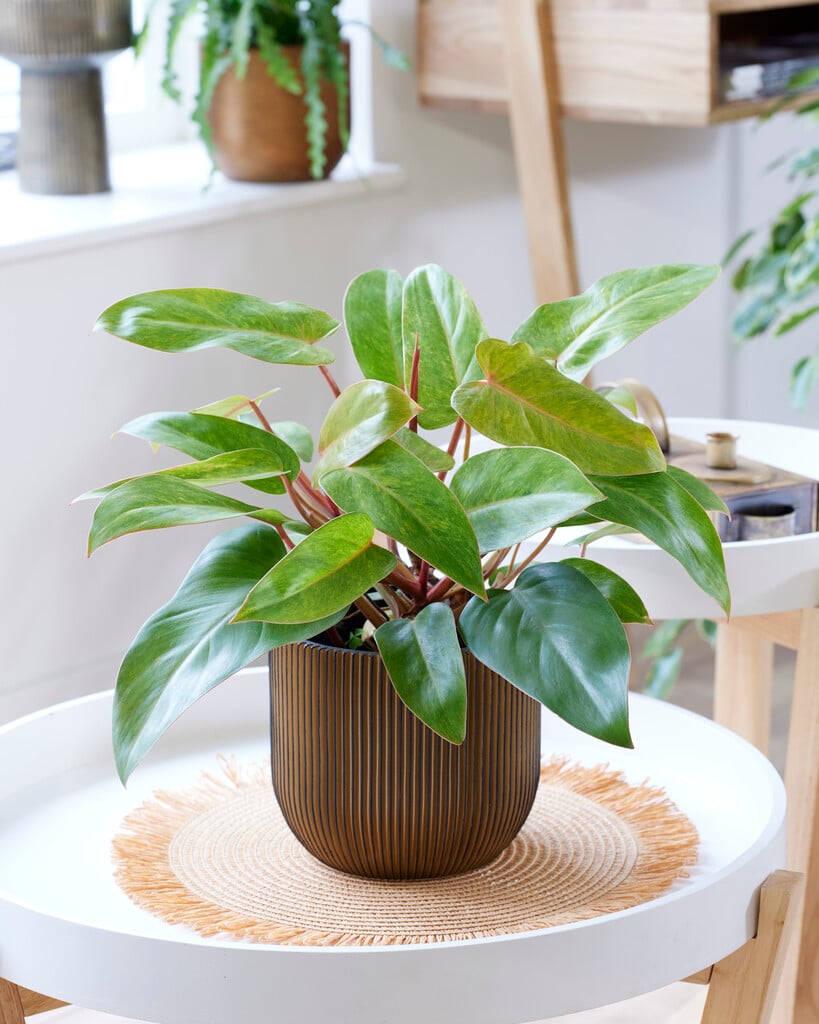 philodendron 'Painted Lady'