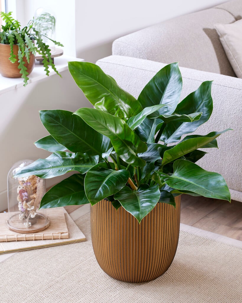 <i>Philodendron</i> 'Imperial Green'