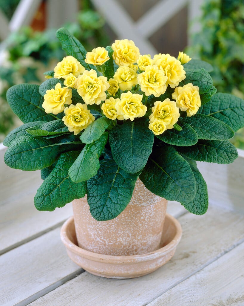 <em>Primula</em> 'Sunshine Susie' (Pr/Prim/d)