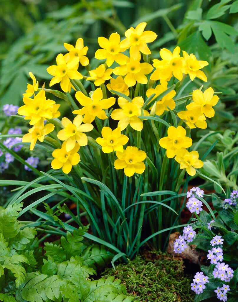 rush-leaved daffodil