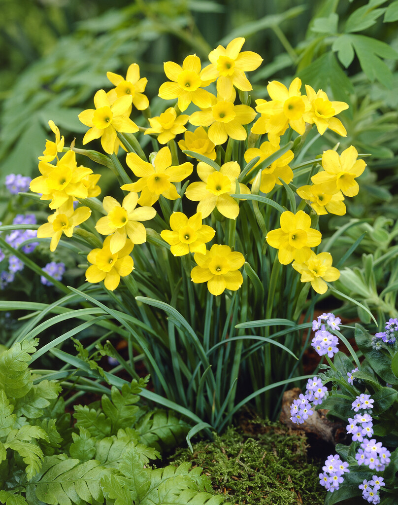 rush-leaved daffodil