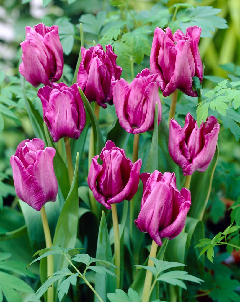 tulip 'Blue Parrot'