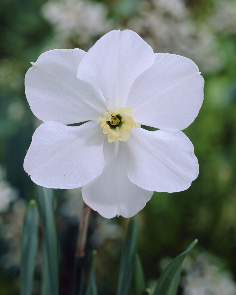 daffodil 'Polar Ice'