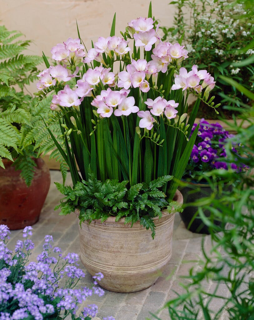<i>Freesia</i> 'Blue Heaven'