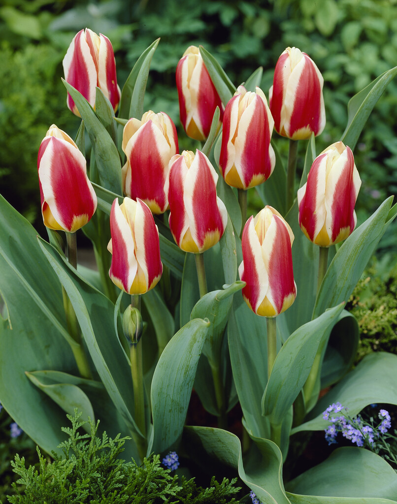 tulip 'Analita'