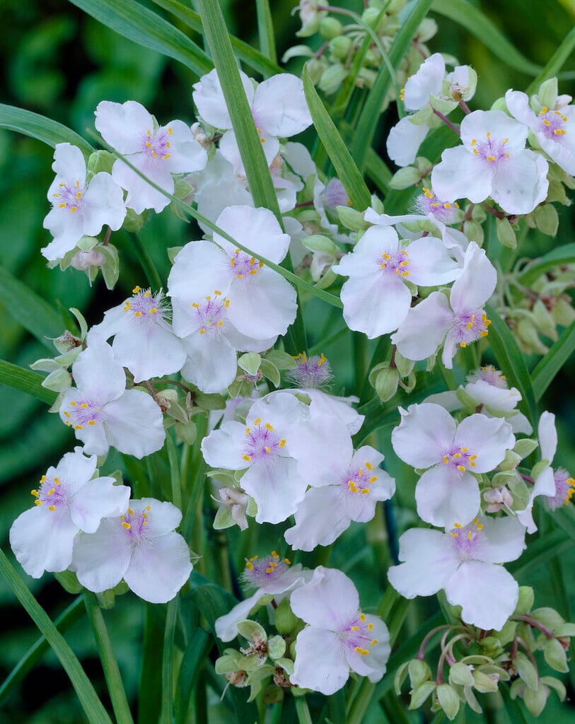 <i>Tradescantia</i> (Andersoniana Group) 'Little White Doll'