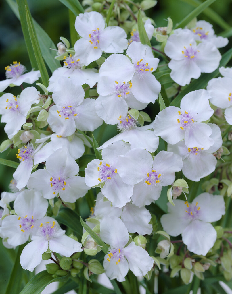 <i>Tradescantia</i> (Andersoniana Group) 'Little White Doll'