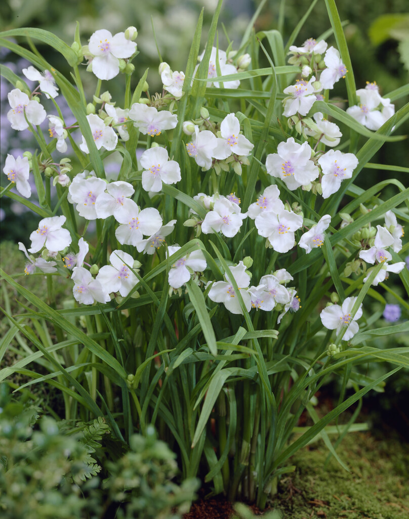 <i>Tradescantia</i> (Andersoniana Group) 'Little White Doll'