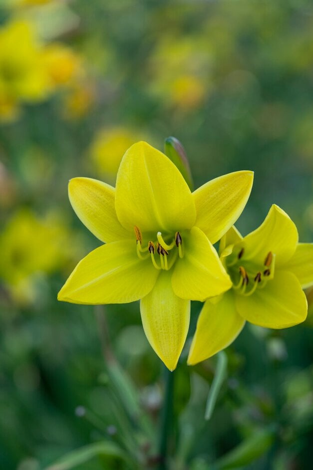 daylily 'Lemon Bells'