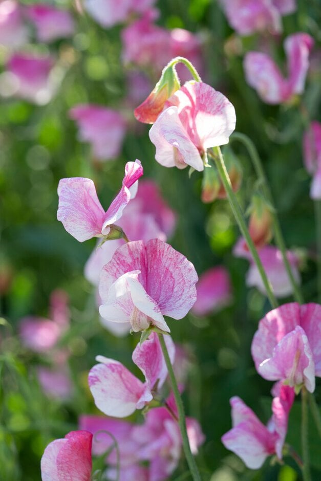 <i>Lathyrus</i> <i>odoratus</i> 'Hero'