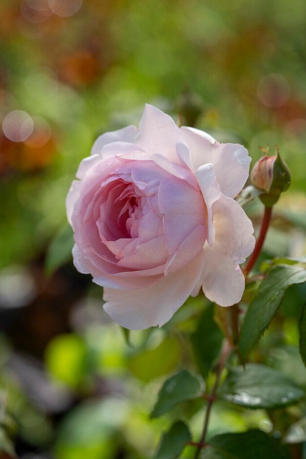 rose [Olivia Rose Austin]