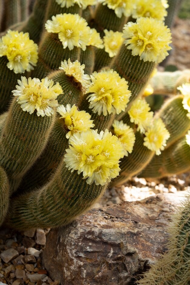 golden ball cactus