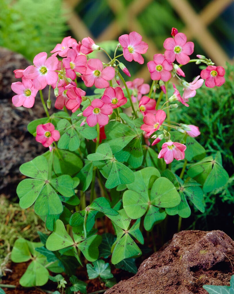lucky clover