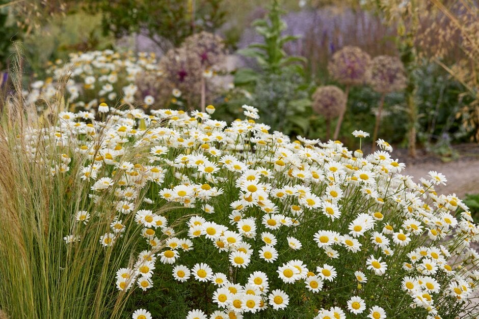 chamomile [Susanna Mitchell]