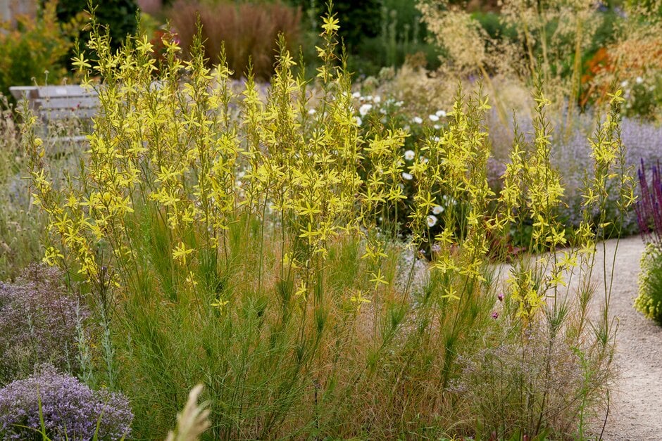 Liburne asphodel