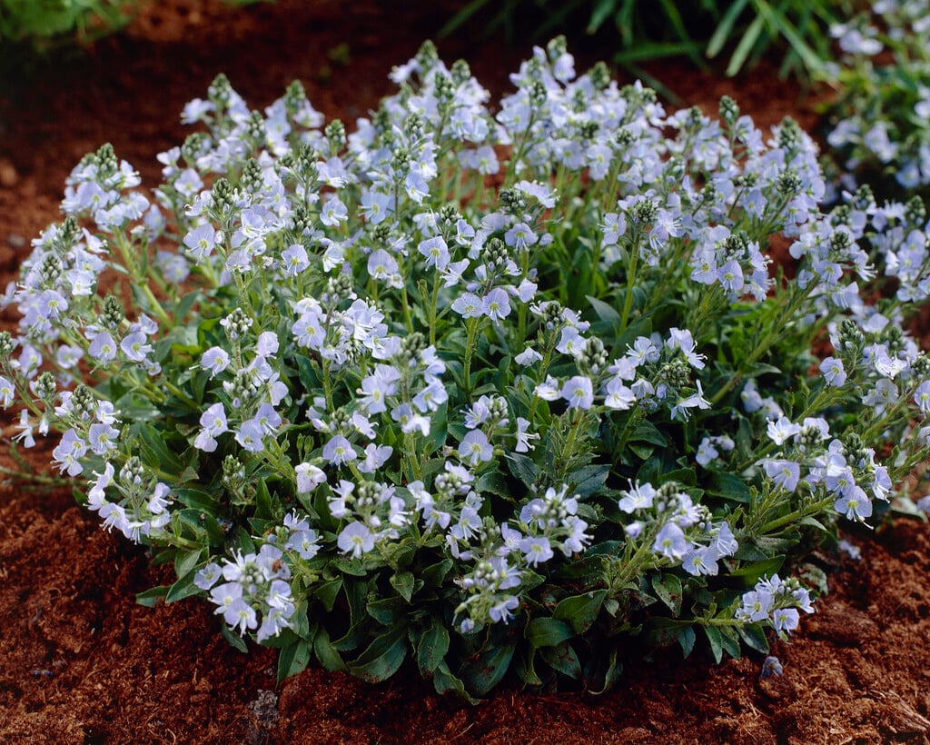 <i>Veronica</i> <i>gentianoides</i> minor