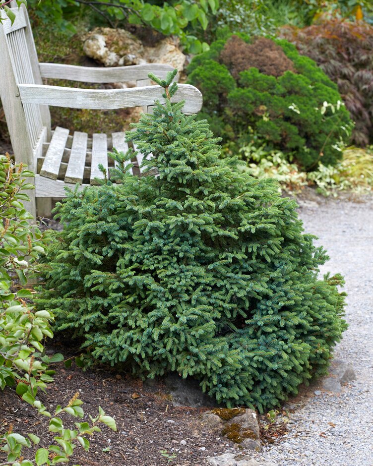 dwarf black spruce