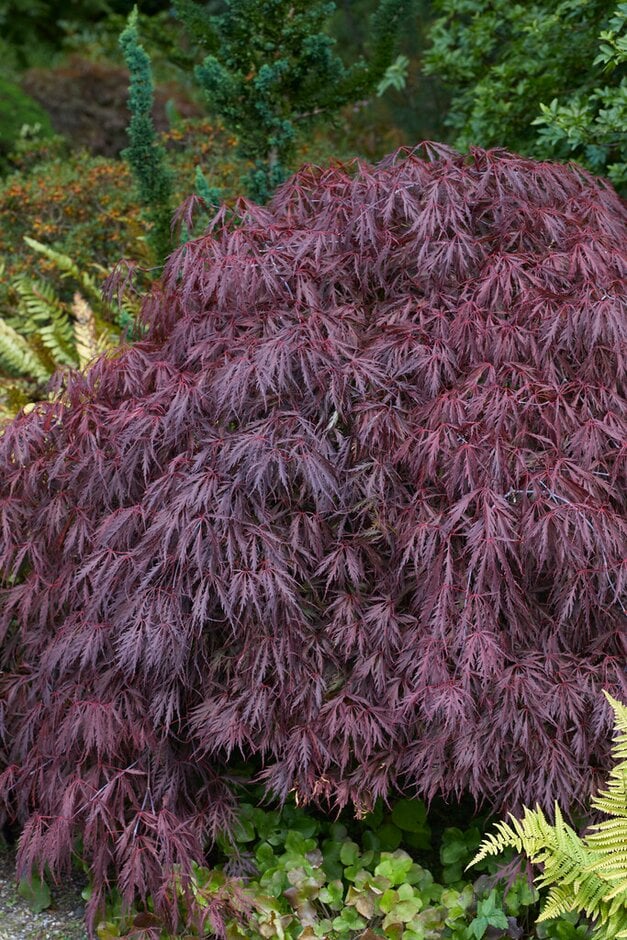 Japanese maple 'Tamukeyama'