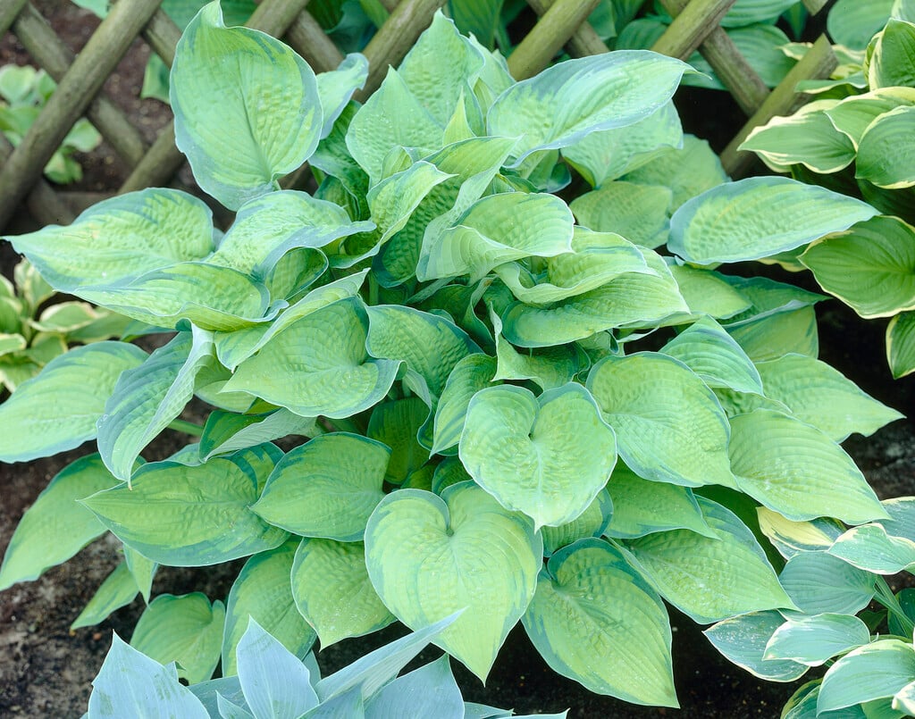 plantain lily 'Inniswood'