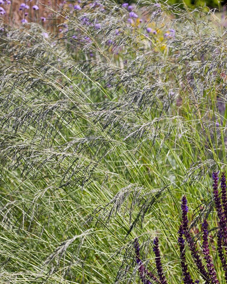 <i>Eragrostis</i> <i>chloromelas</i> 'Wind Dancer'