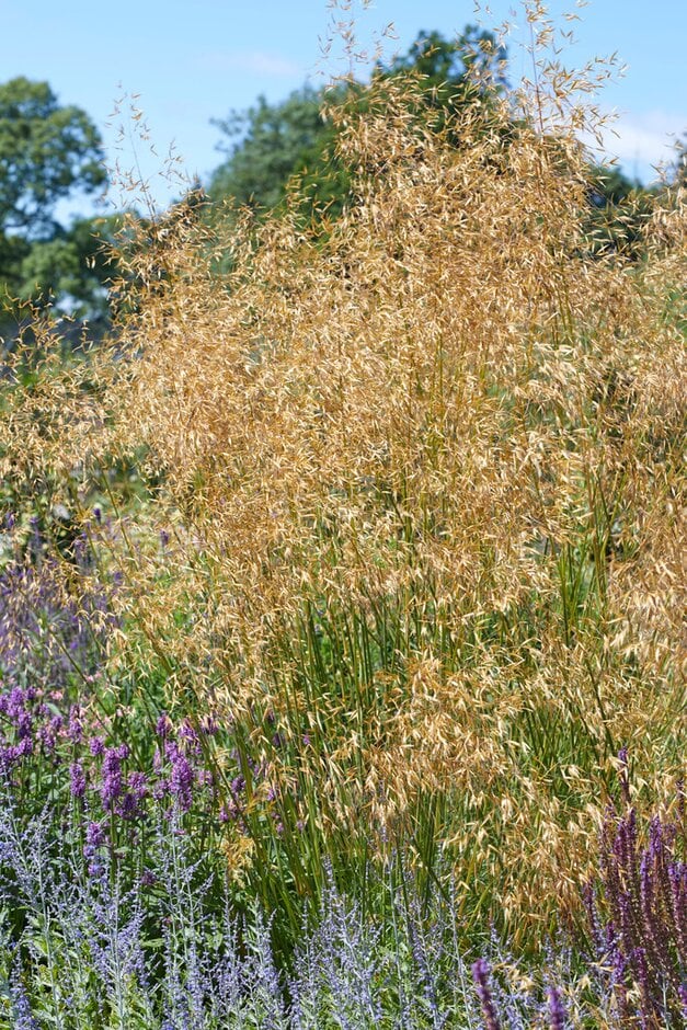 golden oats 'Pixie'
