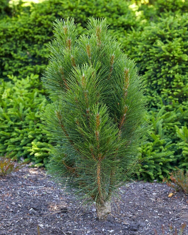 Austrian pine 'Green Tower'