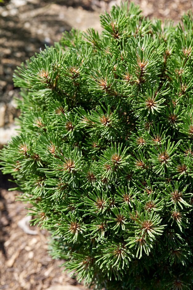 dwarf mountain pine 'Benjamin'