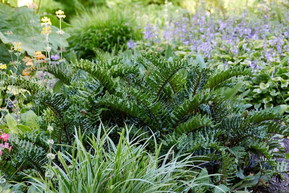 Blechnum chilense