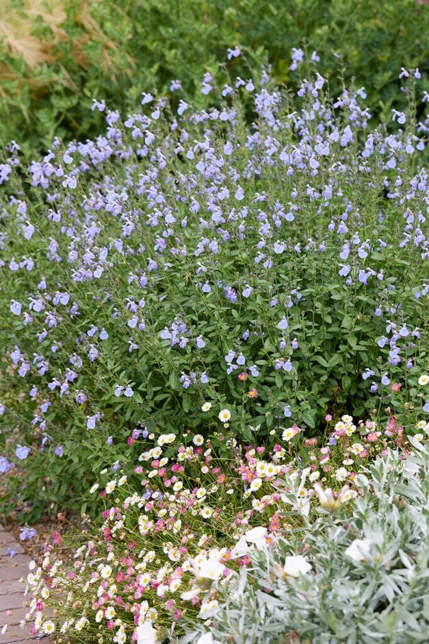 baby sage 'Delice Aquamarine'