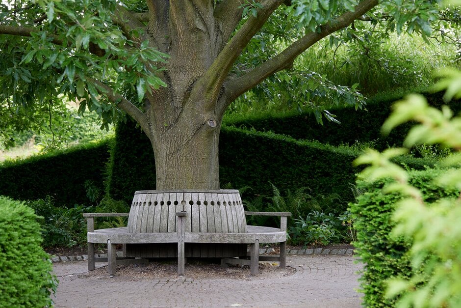 oak 'Green Spire'