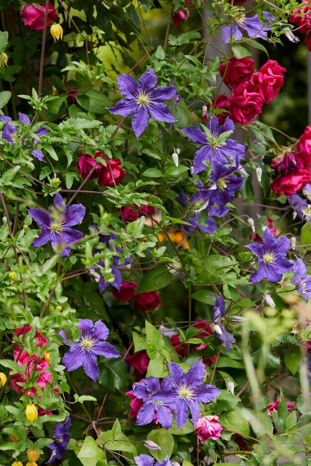 clematis [Harlow Carr]
