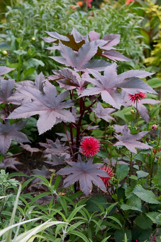 castor oil plant
