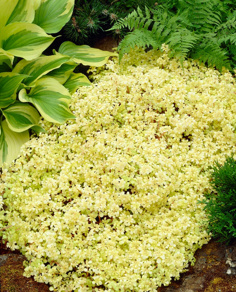 <em>Sedum</em> <em>makinoi</em> 'Ōgon'