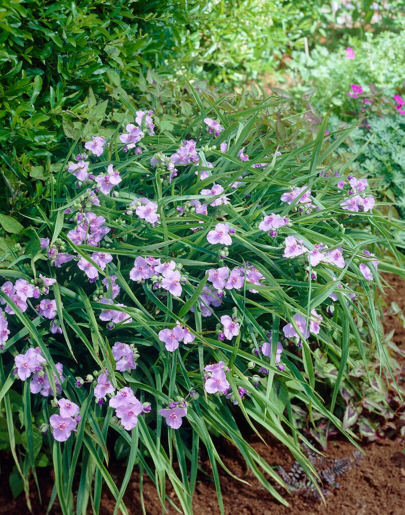 spider lily 'Little Doll'