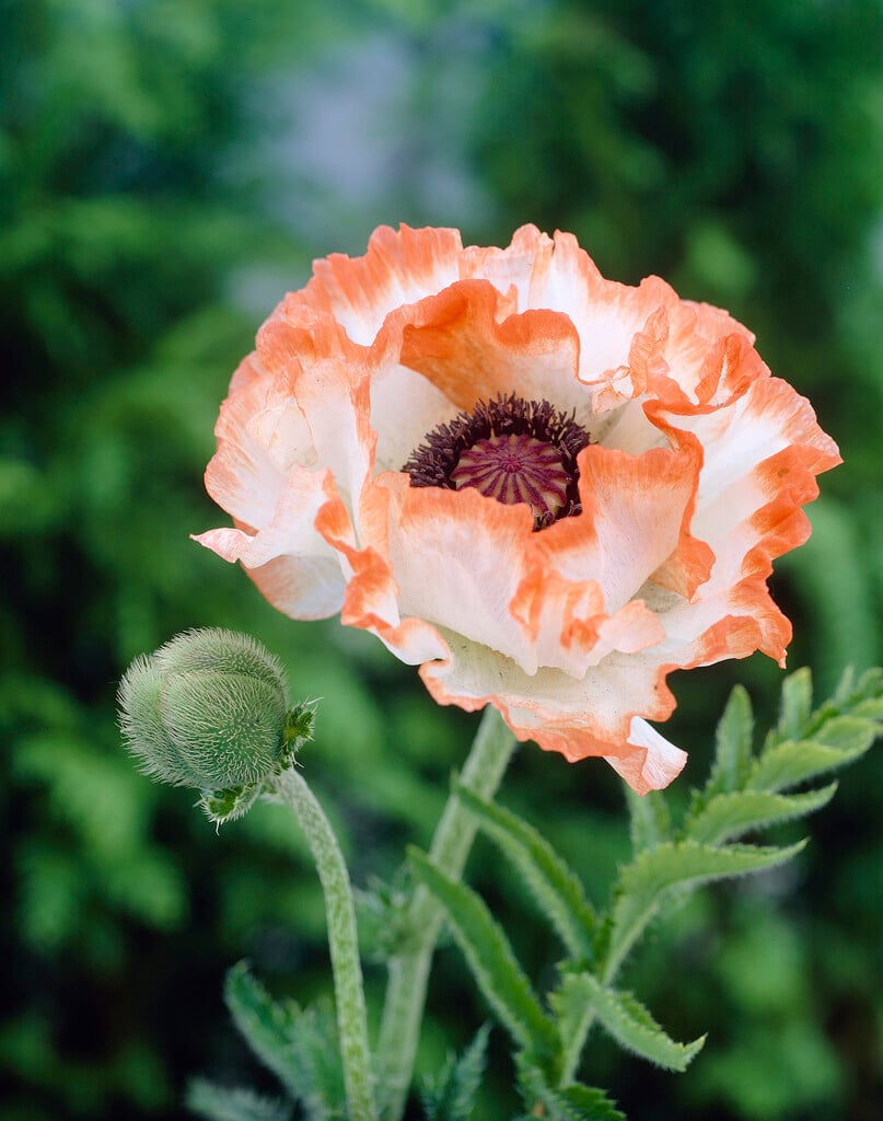 oriental poppy 'Flamingo'