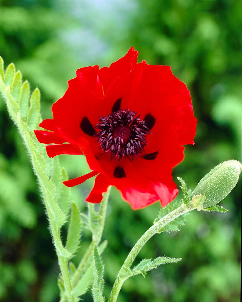 oriental poppy 'Beauty of Livermere'
